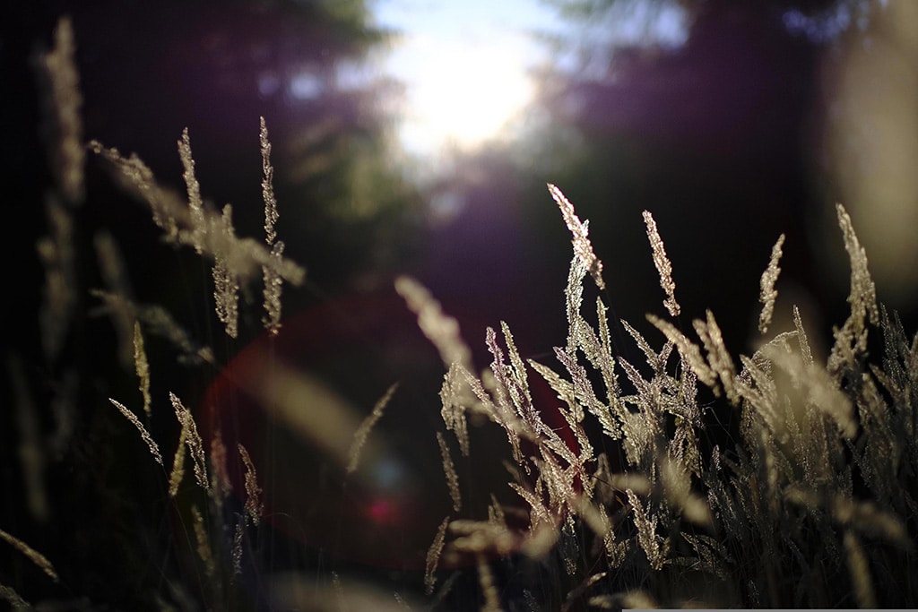 Forest 5385952 Siebeckdotcom 1024px